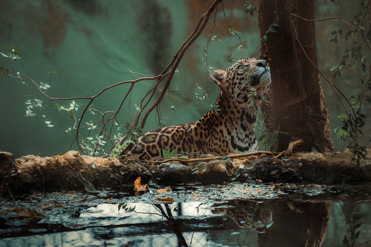 Onça-pintada à sombra das árvores, refletida na água